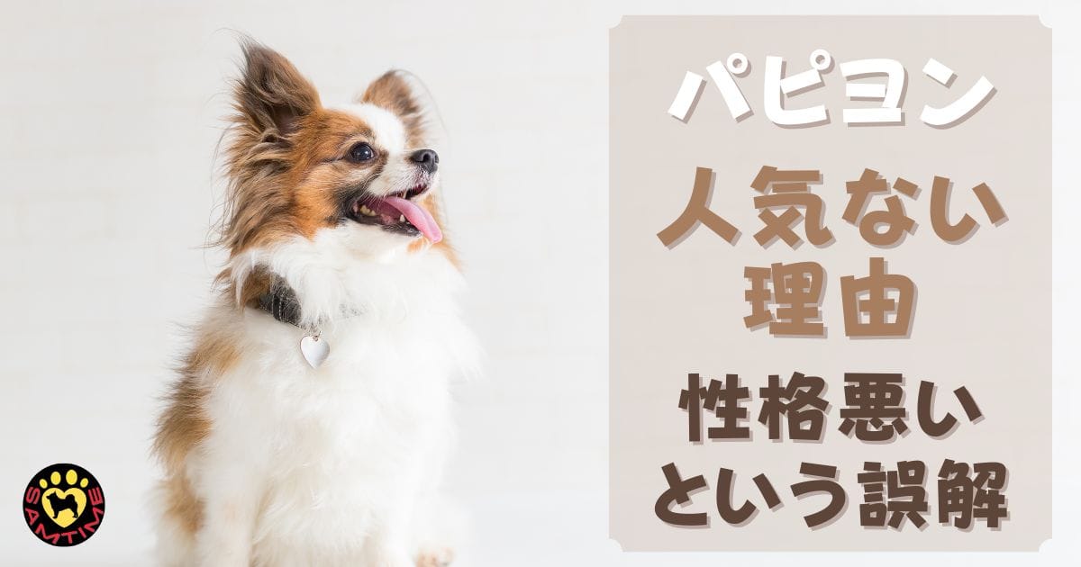 パピヨンが人気ない理由〜性格悪い・飼うんじゃなかったという誤解