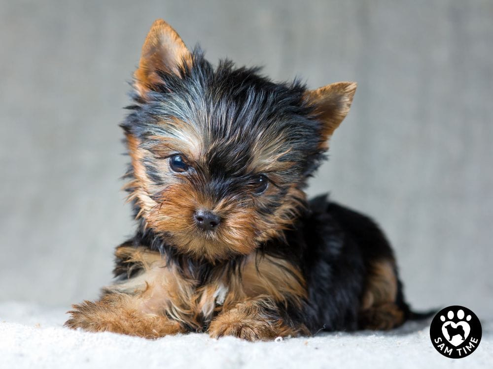 保護犬（子犬）の譲渡会の役割